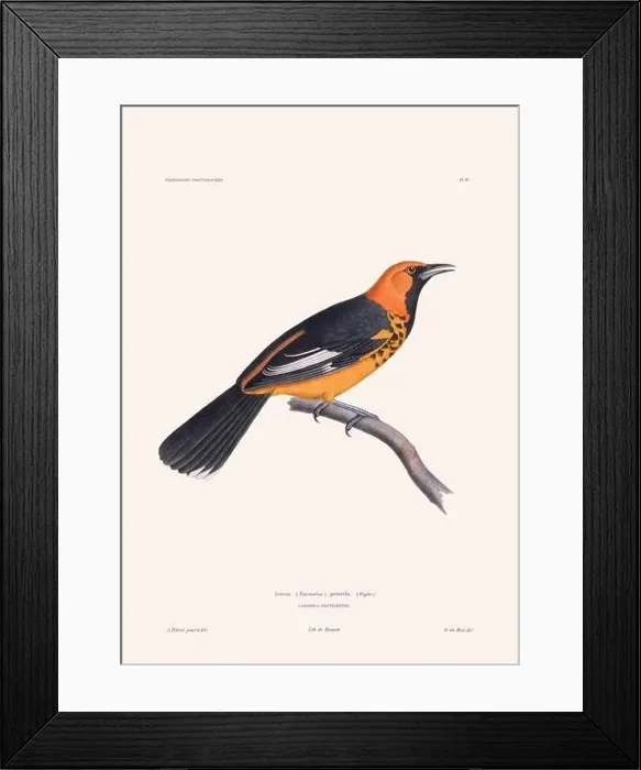 Framed Print : Colorful vintage bird illustration from the mid-19th century. Engraving circa 1849 from a classic bird book Framed Print : Colorful vintage bird illustration from the mid-19th century. Engraving circa 1849 from a classic bird book