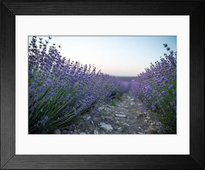 Framed Print : Blooming lavender field. Beautiful purple flowers. Regional organic cultivation Framed Print : Blooming lavender field. Beautiful purple flowers. Regional organic cultivation