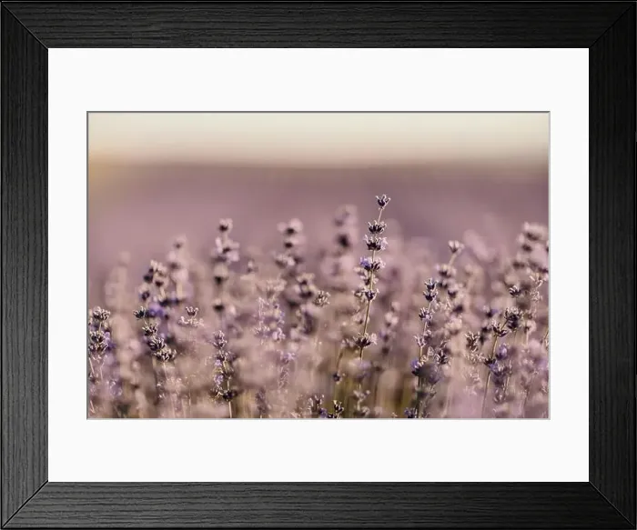 Framed Print : Blooming lavender field. Beautiful purple flowers. Regional organic cultivation Framed Print : Blooming lavender field. Beautiful purple flowers. Regional organic cultivation