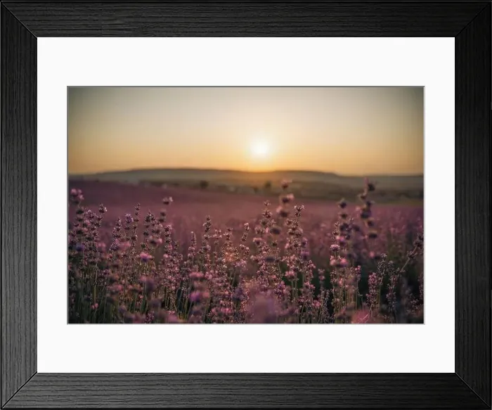 Framed Print : Blooming lavender field. Beautiful purple flowers. Regional organic cultivation Framed Print : Blooming lavender field. Beautiful purple flowers. Regional organic cultivation