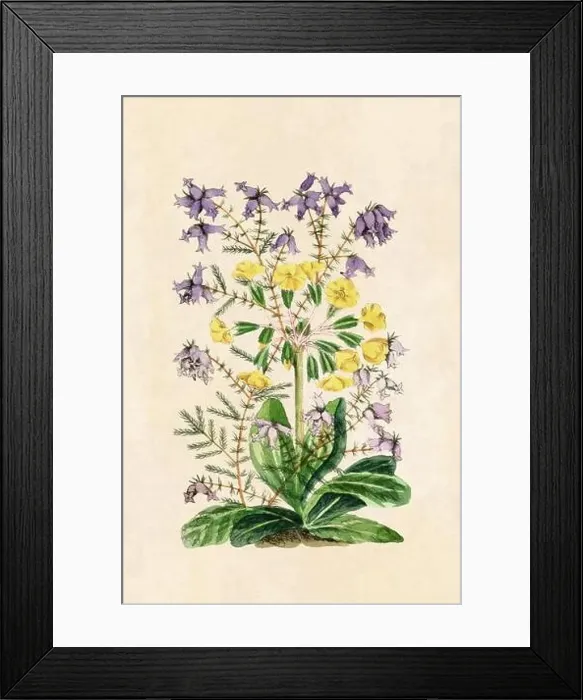 Framed Print : Rustic flower illustration. Floral art on beige background. Vintage-Style art Framed Print : Rustic flower illustration. Floral art on beige background. Vintage-Style art