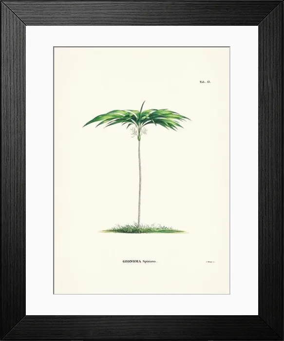 Framed Print : Botanical palm tree illustration from a 19th-century book, showcasing different species in their natural habitat Framed Print : Botanical palm tree illustration from a 19th-century book, showcasing different species in their natural habitat