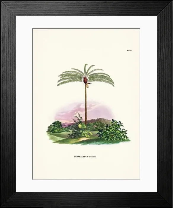 Framed Print : Botanical palm tree illustration from a 19th-century book, showcasing different species in their natural habitat Framed Print : Botanical palm tree illustration from a 19th-century book, showcasing different species in their natural habitat