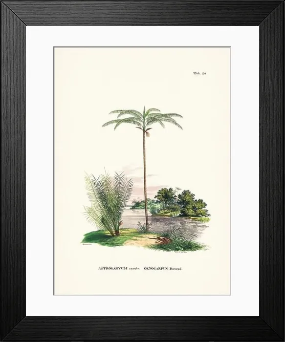 Framed Print : Botanical palm tree illustration from a 19th-century book, showcasing different species in their natural habitat Framed Print : Botanical palm tree illustration from a 19th-century book, showcasing different species in their natural habitat