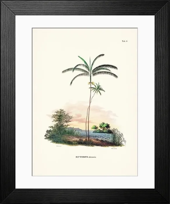 Framed Print : Botanical palm tree illustration from a 19th-century book, showcasing different species in their natural habitat Framed Print : Botanical palm tree illustration from a 19th-century book, showcasing different species in their natural habitat