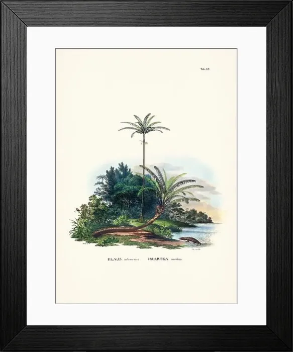Framed Print : Botanical palm tree illustration from a 19th-century book, showcasing different species in their natural habitat Framed Print : Botanical palm tree illustration from a 19th-century book, showcasing different species in their natural habitat
