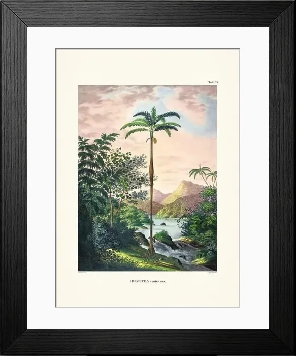 Framed Print : Botanical palm tree illustration from a 19th-century book, showcasing different species in their natural habitat Framed Print : Botanical palm tree illustration from a 19th-century book, showcasing different species in their natural habitat