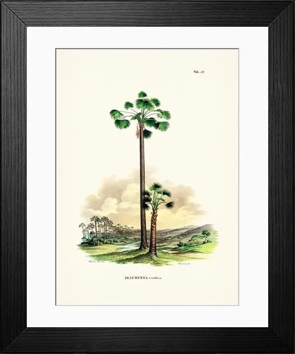 Framed Print : Botanical palm tree illustration from a 19th-century book, showcasing different species in their natural habitat Framed Print : Botanical palm tree illustration from a 19th-century book, showcasing different species in their natural habitat
