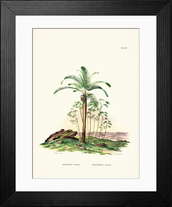 Framed Print : Botanical palm tree illustration from a 19th-century book, showcasing different species in their natural habitat Framed Print : Botanical palm tree illustration from a 19th-century book, showcasing different species in their natural habitat