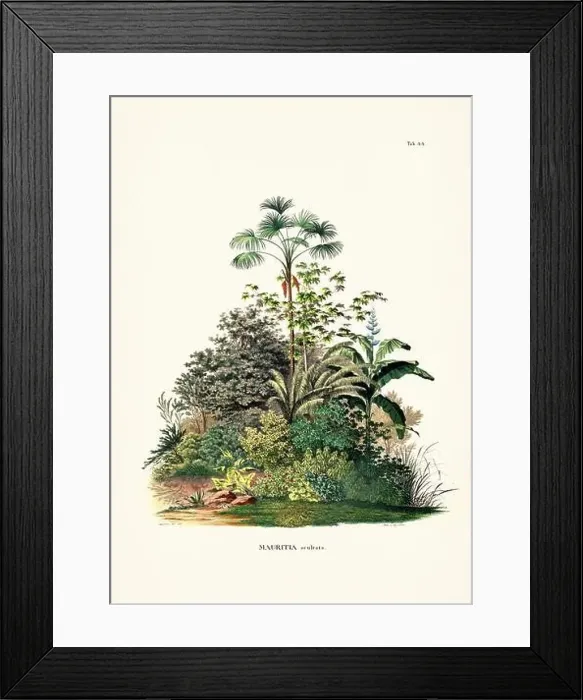 Framed Print : Botanical palm tree illustration from a 19th-century book, showcasing different species in their natural habitat Framed Print : Botanical palm tree illustration from a 19th-century book, showcasing different species in their natural habitat