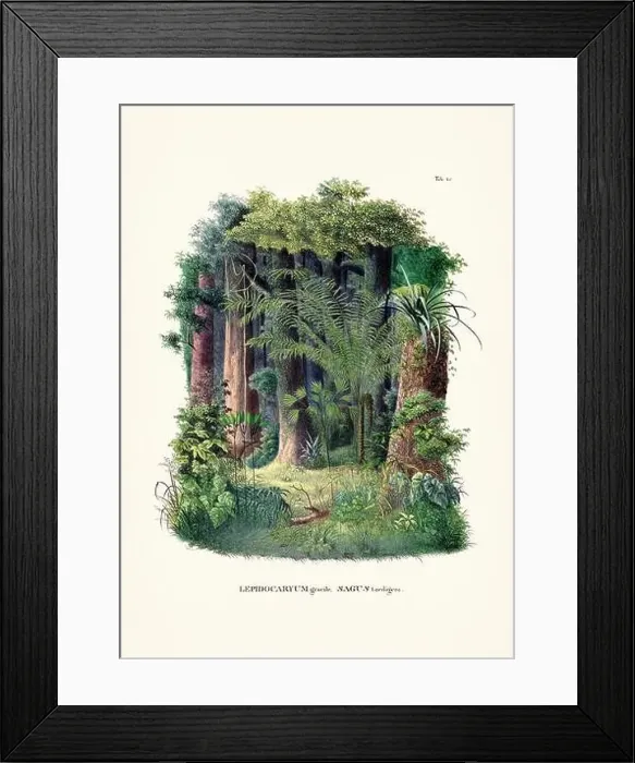 Framed Print : Botanical palm tree illustration from a 19th-century book, showcasing different species in their natural habitat Framed Print : Botanical palm tree illustration from a 19th-century book, showcasing different species in their natural habitat