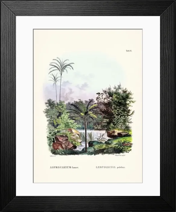 Framed Print : Botanical palm tree illustration from a 19th-century book, showcasing different species in their natural habitat Framed Print : Botanical palm tree illustration from a 19th-century book, showcasing different species in their natural habitat