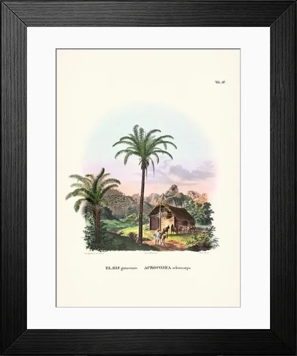 Framed Print : Botanical palm tree illustration from a 19th-century book, showcasing different species in their natural habitat Framed Print : Botanical palm tree illustration from a 19th-century book, showcasing different species in their natural habitat
