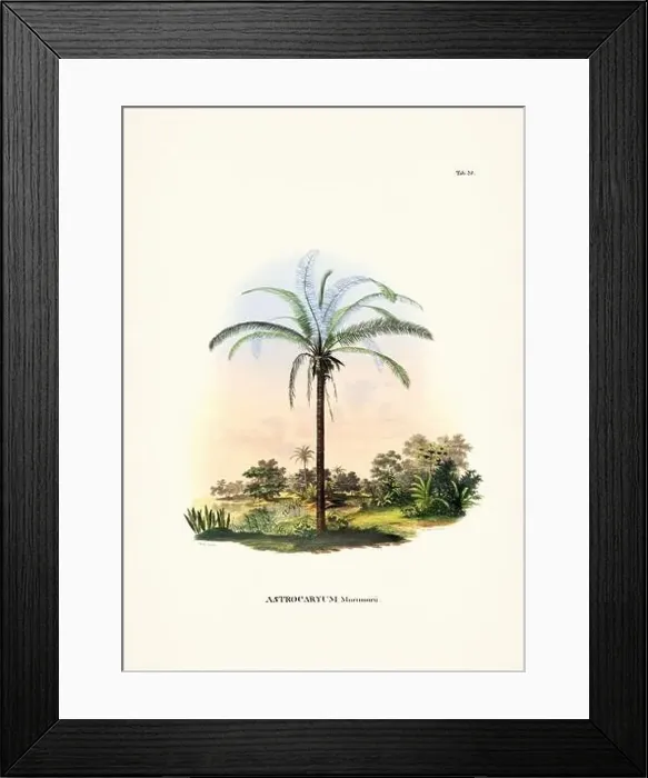 Framed Print : Botanical palm tree illustration from a 19th-century book, showcasing different species in their natural habitat Framed Print : Botanical palm tree illustration from a 19th-century book, showcasing different species in their natural habitat