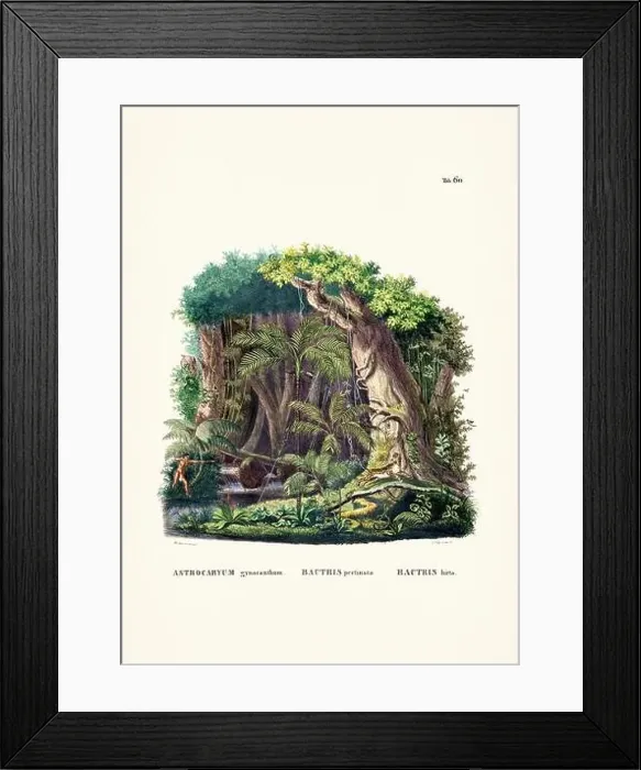 Framed Print : Botanical palm tree illustration from a 19th-century book, showcasing different species in their natural habitat Framed Print : Botanical palm tree illustration from a 19th-century book, showcasing different species in their natural habitat