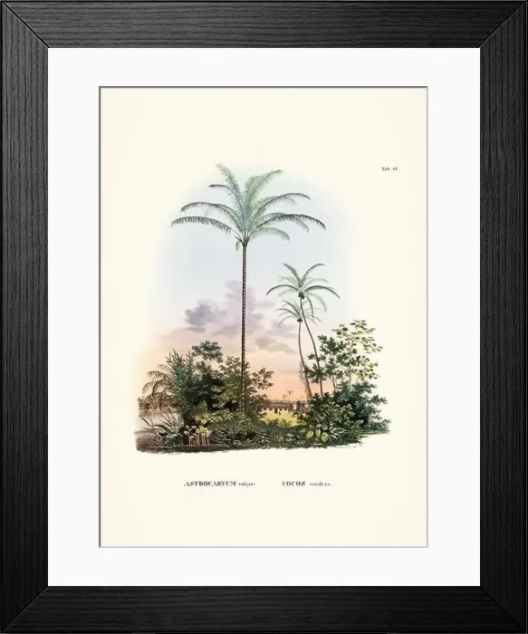 Framed Print : Botanical palm tree illustration from a 19th-century book, showcasing different species in their natural habitat Framed Print : Botanical palm tree illustration from a 19th-century book, showcasing different species in their natural habitat