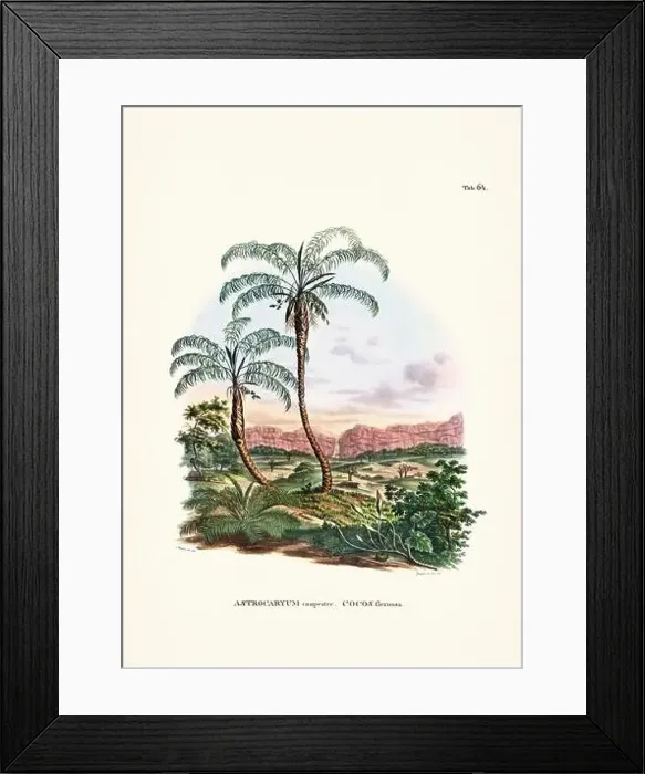 Framed Print : Botanical palm tree illustration from a 19th-century book, showcasing different species in their natural habitat Framed Print : Botanical palm tree illustration from a 19th-century book, showcasing different species in their natural habitat