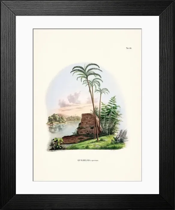 Framed Print : Botanical palm tree illustration from a 19th-century book, showcasing different species in their natural habitat Framed Print : Botanical palm tree illustration from a 19th-century book, showcasing different species in their natural habitat