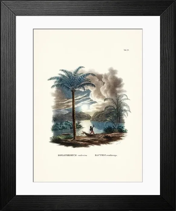 Framed Print : Botanical palm tree illustration from a 19th-century book, showcasing different species in their natural habitat Framed Print : Botanical palm tree illustration from a 19th-century book, showcasing different species in their natural habitat