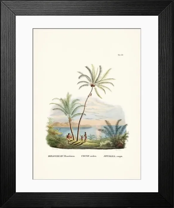 Framed Print : Botanical palm tree illustration from a 19th-century book, showcasing different species in their natural habitat Framed Print : Botanical palm tree illustration from a 19th-century book, showcasing different species in their natural habitat