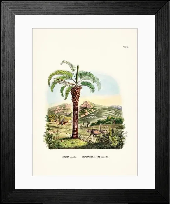 Framed Print : Botanical palm tree illustration from a 19th-century book, showcasing different species in their natural habitat Framed Print : Botanical palm tree illustration from a 19th-century book, showcasing different species in their natural habitat