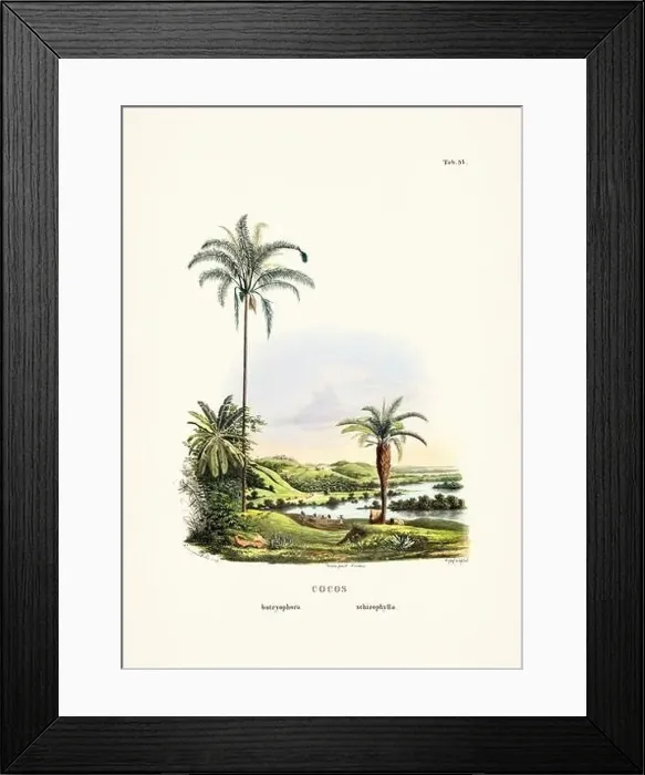 Framed Print : Botanical palm tree illustration from a 19th-century book, showcasing different species in their natural habitat Framed Print : Botanical palm tree illustration from a 19th-century book, showcasing different species in their natural habitat