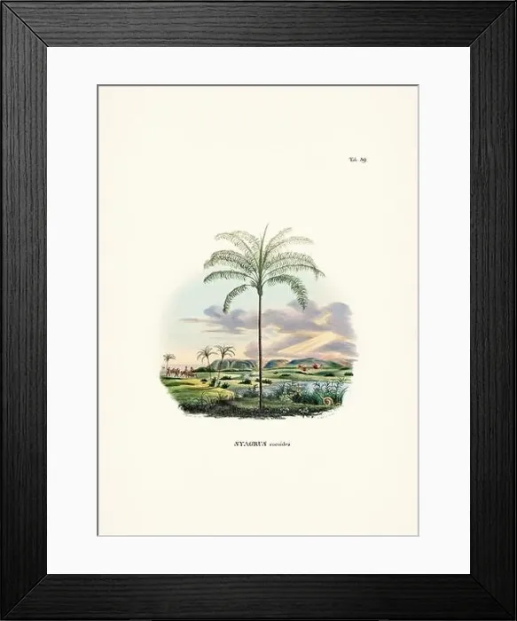 Framed Print : Botanical palm tree illustration from a 19th-century book, showcasing different species in their natural habitat Framed Print : Botanical palm tree illustration from a 19th-century book, showcasing different species in their natural habitat