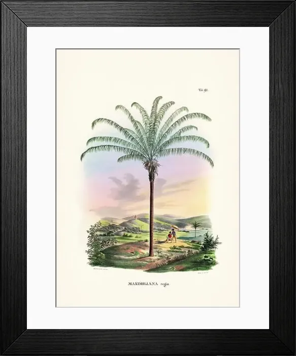 Framed Print : Botanical palm tree illustration from a 19th-century book, showcasing different species in their natural habitat Framed Print : Botanical palm tree illustration from a 19th-century book, showcasing different species in their natural habitat