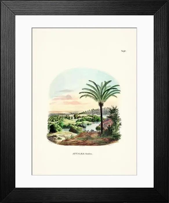 Framed Print : Botanical palm tree illustration from a 19th-century book, showcasing different species in their natural habitat Framed Print : Botanical palm tree illustration from a 19th-century book, showcasing different species in their natural habitat