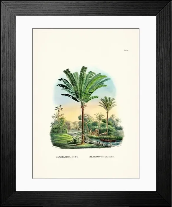 Framed Print : Botanical palm tree illustration from a 19th-century book, showcasing different species in their natural habitat Framed Print : Botanical palm tree illustration from a 19th-century book, showcasing different species in their natural habitat