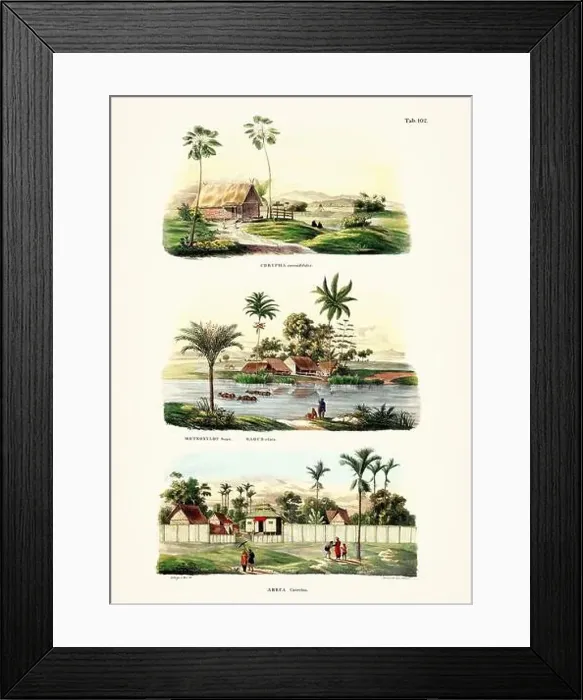 Framed Print : Botanical palm tree illustration from a 19th-century book, showcasing different species in their natural habitat Framed Print : Botanical palm tree illustration from a 19th-century book, showcasing different species in their natural habitat