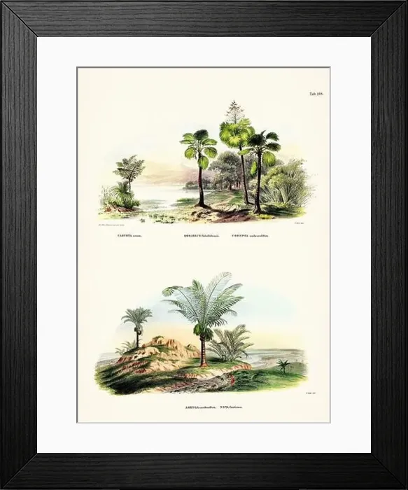 Framed Print : Botanical palm tree illustration from a 19th-century book, showcasing different species in their natural habitat Framed Print : Botanical palm tree illustration from a 19th-century book, showcasing different species in their natural habitat