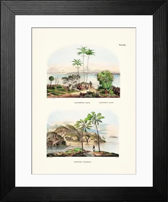 Framed Print : Botanical palm tree illustration from a 19th-century book, showcasing different species in their natural habitat Framed Print : Botanical palm tree illustration from a 19th-century book, showcasing different species in their natural habitat