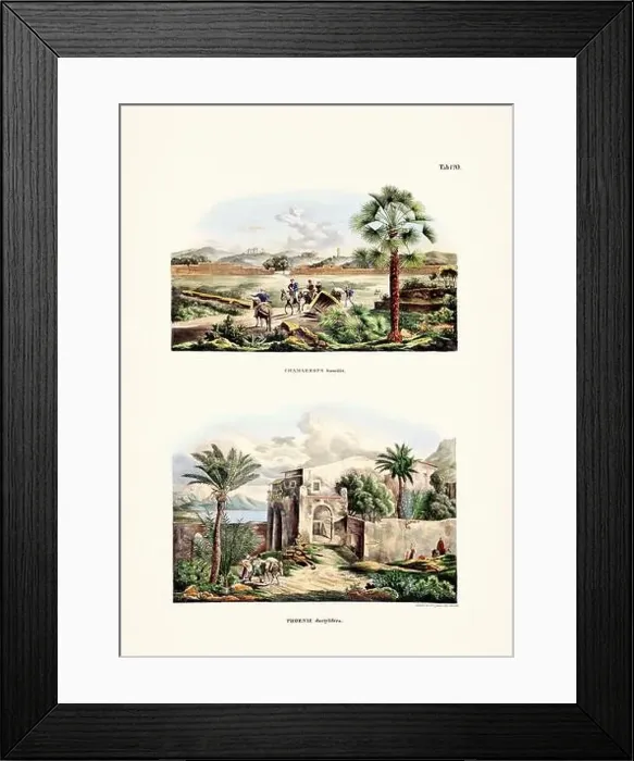 Framed Print : Botanical palm tree illustration from a 19th-century book, showcasing different species in their natural habitat Framed Print : Botanical palm tree illustration from a 19th-century book, showcasing different species in their natural habitat