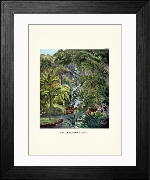 Framed Print : Botanical palm tree illustration from a 19th-century book, showcasing different species in their natural habitat Framed Print : Botanical palm tree illustration from a 19th-century book, showcasing different species in their natural habitat