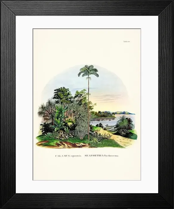 Framed Print : Botanical palm tree illustration from a 19th-century book, showcasing different species in their natural habitat Framed Print : Botanical palm tree illustration from a 19th-century book, showcasing different species in their natural habitat