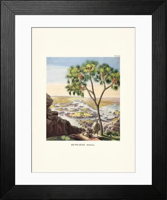 Framed Print : Botanical palm tree illustration from a 19th-century book, showcasing different species in their natural habitat Framed Print : Botanical palm tree illustration from a 19th-century book, showcasing different species in their natural habitat