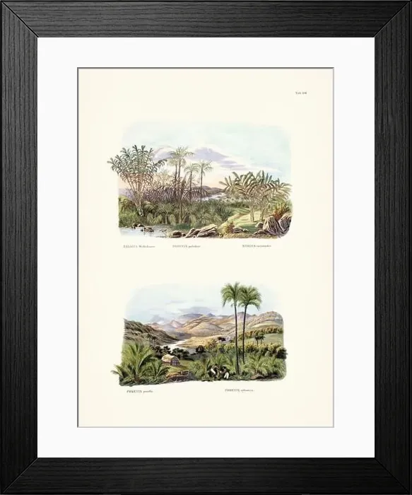 Framed Print : Botanical palm tree illustration from a 19th-century book, showcasing different species in their natural habitat Framed Print : Botanical palm tree illustration from a 19th-century book, showcasing different species in their natural habitat