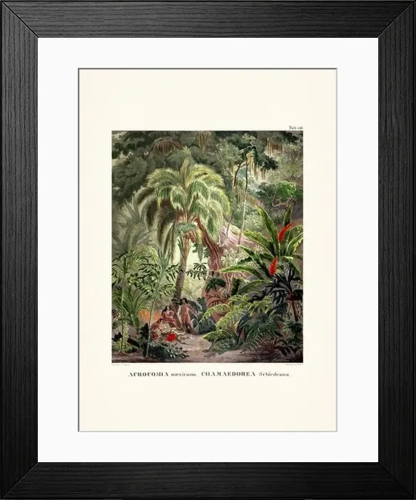 Framed Print : Botanical palm tree illustration from a 19th-century book, showcasing different species in their natural habitat