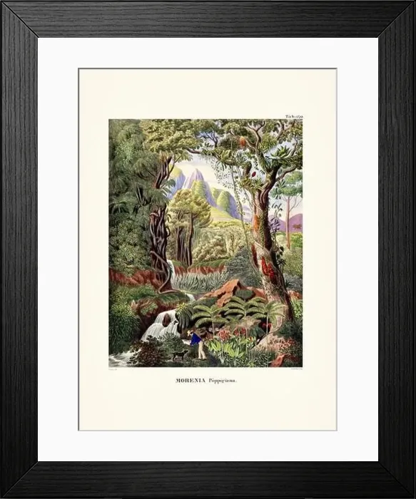 Framed Print : Botanical palm tree illustration from a 19th-century book, showcasing different species in their natural habitat Framed Print : Botanical palm tree illustration from a 19th-century book, showcasing different species in their natural habitat