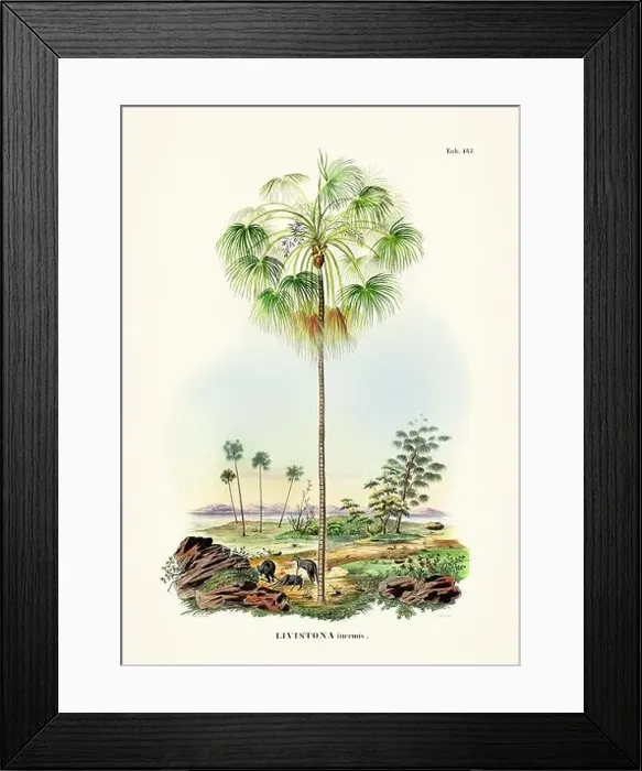 Framed Print : Botanical palm tree illustration from a 19th-century book, showcasing different species in their natural habitat Framed Print : Botanical palm tree illustration from a 19th-century book, showcasing different species in their natural habitat