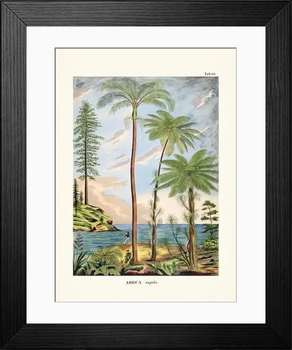 Framed Print : Botanical palm tree illustration from a 19th-century book, showcasing different species in their natural habitat Framed Print : Botanical palm tree illustration from a 19th-century book, showcasing different species in their natural habitat
