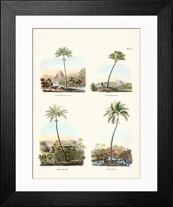 Framed Print : Botanical palm tree illustration from a 19th-century book, showcasing different species in their natural habitat Framed Print : Botanical palm tree illustration from a 19th-century book, showcasing different species in their natural habitat