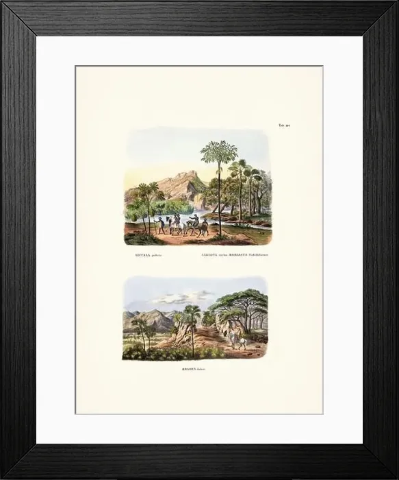 Framed Print : Botanical palm tree illustration from a 19th-century book, showcasing different species in their natural habitat Framed Print : Botanical palm tree illustration from a 19th-century book, showcasing different species in their natural habitat