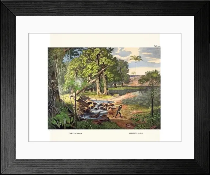 Framed Print : Botanical palm tree illustration from a 19th-century book, showcasing different species in their natural habitat Framed Print : Botanical palm tree illustration from a 19th-century book, showcasing different species in their natural habitat