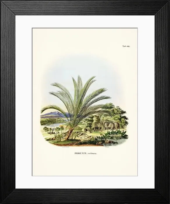 Framed Print : Botanical palm tree illustration from a 19th-century book, showcasing different species in their natural habitat