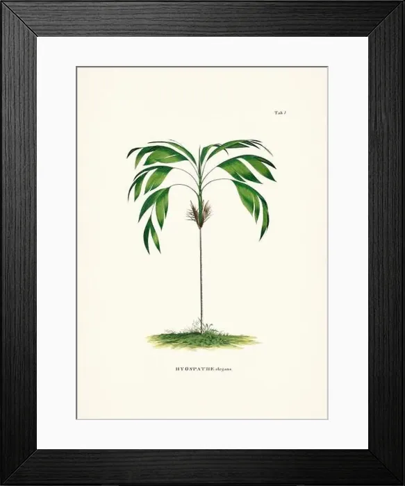 Framed Print : Botanical palm tree illustration from a 19th-century book, showcasing different species in their natural habitat Framed Print : Botanical palm tree illustration from a 19th-century book, showcasing different species in their natural habitat