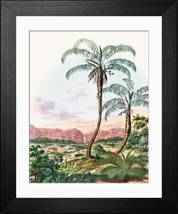 Framed Print : Beautiful Palm Landscape: Botanical palm tree illustration in their natural habitat Framed Print : Beautiful Palm Landscape: Botanical palm tree illustration in their natural habitat