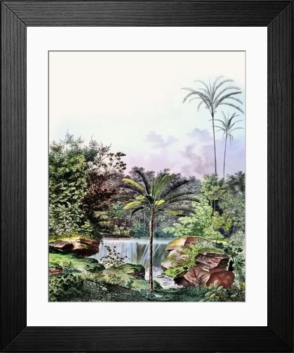 Framed Print : Beautiful Palm Landscape: Botanical palm tree illustration in their natural habitat Framed Print : Beautiful Palm Landscape: Botanical palm tree illustration in their natural habitat