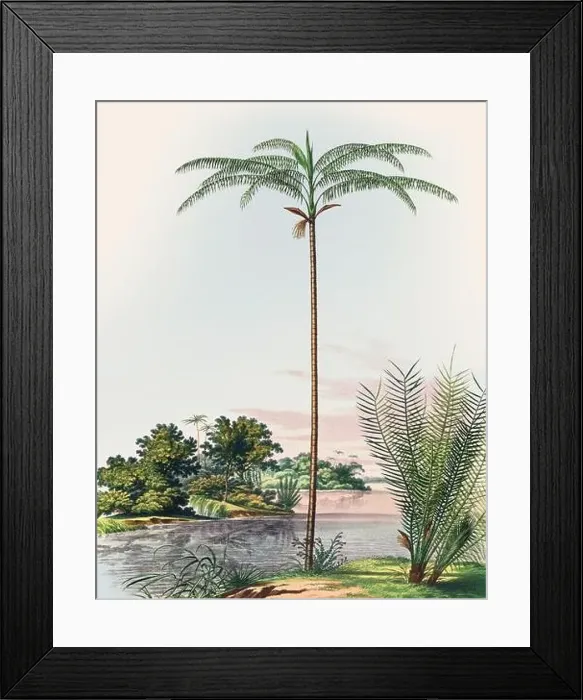 Framed Print : Beautiful Palm Landscape: Botanical palm tree illustration in their natural habitat Framed Print : Beautiful Palm Landscape: Botanical palm tree illustration in their natural habitat